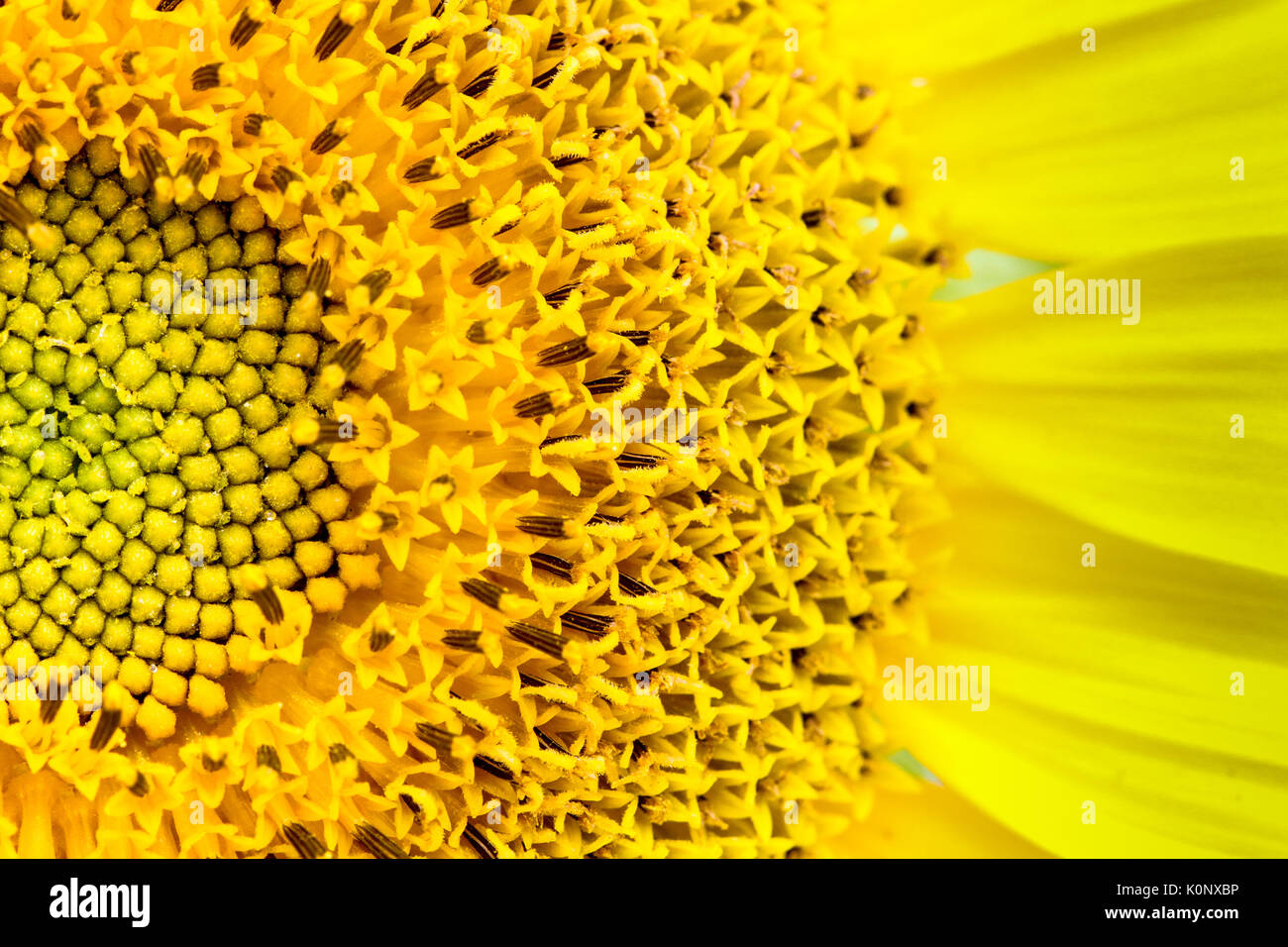 Frische Sonnenblumen close-up, in dem die Sonnenblume und den Ray und winzige Festplatte Blumen (oder röschen), die Diskette zu erstellen. Stockfoto