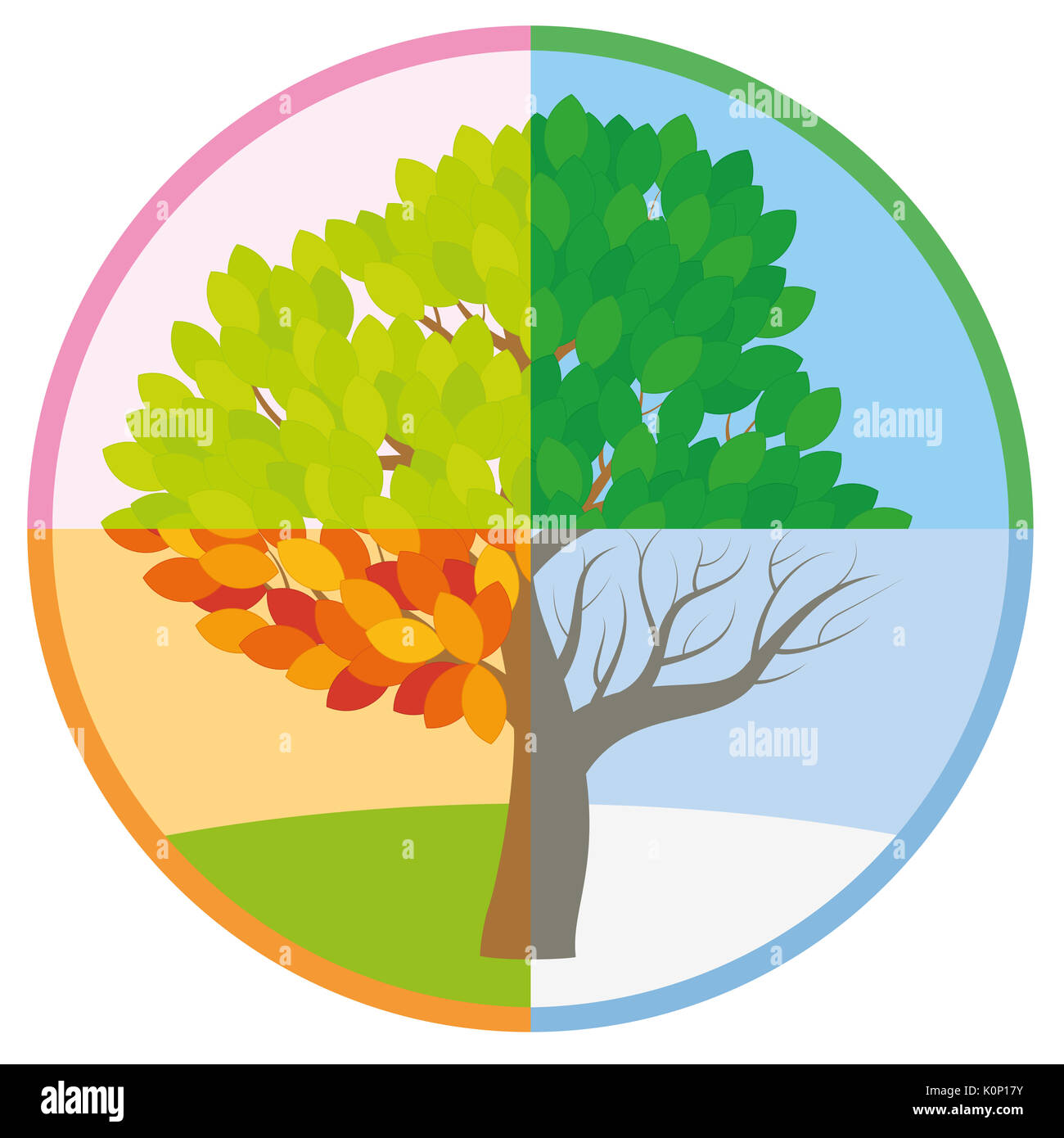 Vier Jahreszeiten Baum im Frühling, Sommer, Herbst und Winter in einem Kreis - Baum im Laufe eines Jahres mit verschiedenen Laub. Stockfoto