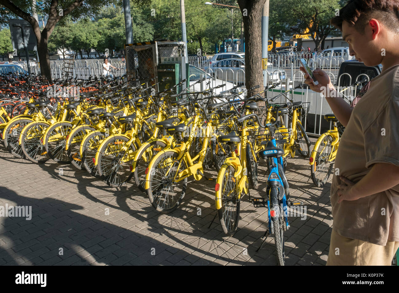 Ein Mann Kontrollen APP mit seinem Handy vor der Einstellung eines gemeinsam genutzten Fahrrad in Peking, China. 23-Aug-2017 Stockfoto
