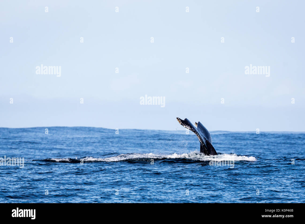 Buckelwal Fluke hinunter ins Meer Stockfoto