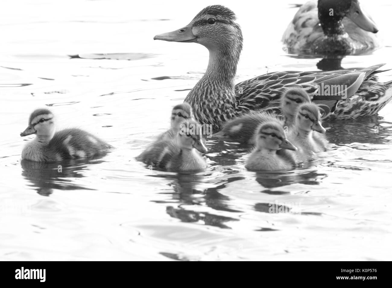 Mama Ente Stockfoto