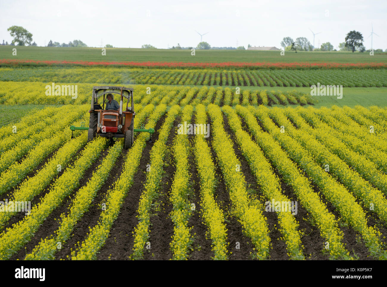 Landwirtschaft in polen -Fotos und -Bildmaterial in hoher Auflösung – Alamy