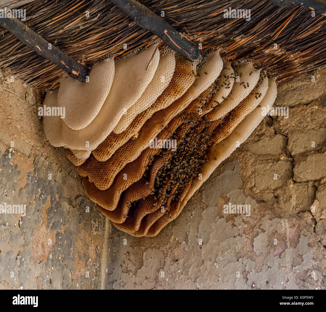 Eine wilde Bienenstock in einem verlassenen Bauernhaus im Südlichen Afrika Stockfoto