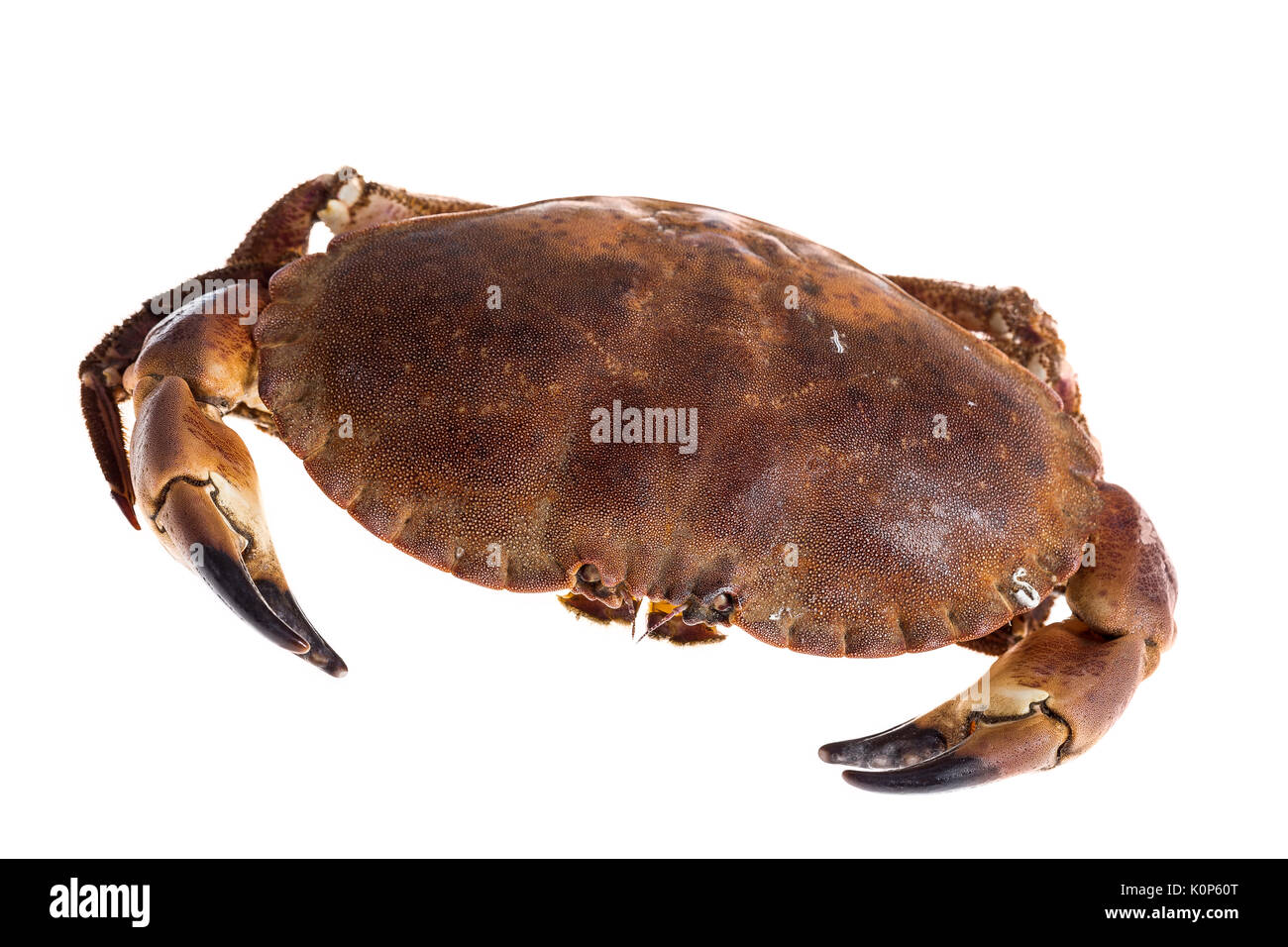 Raw Krabbe auf Weiß Stockfoto