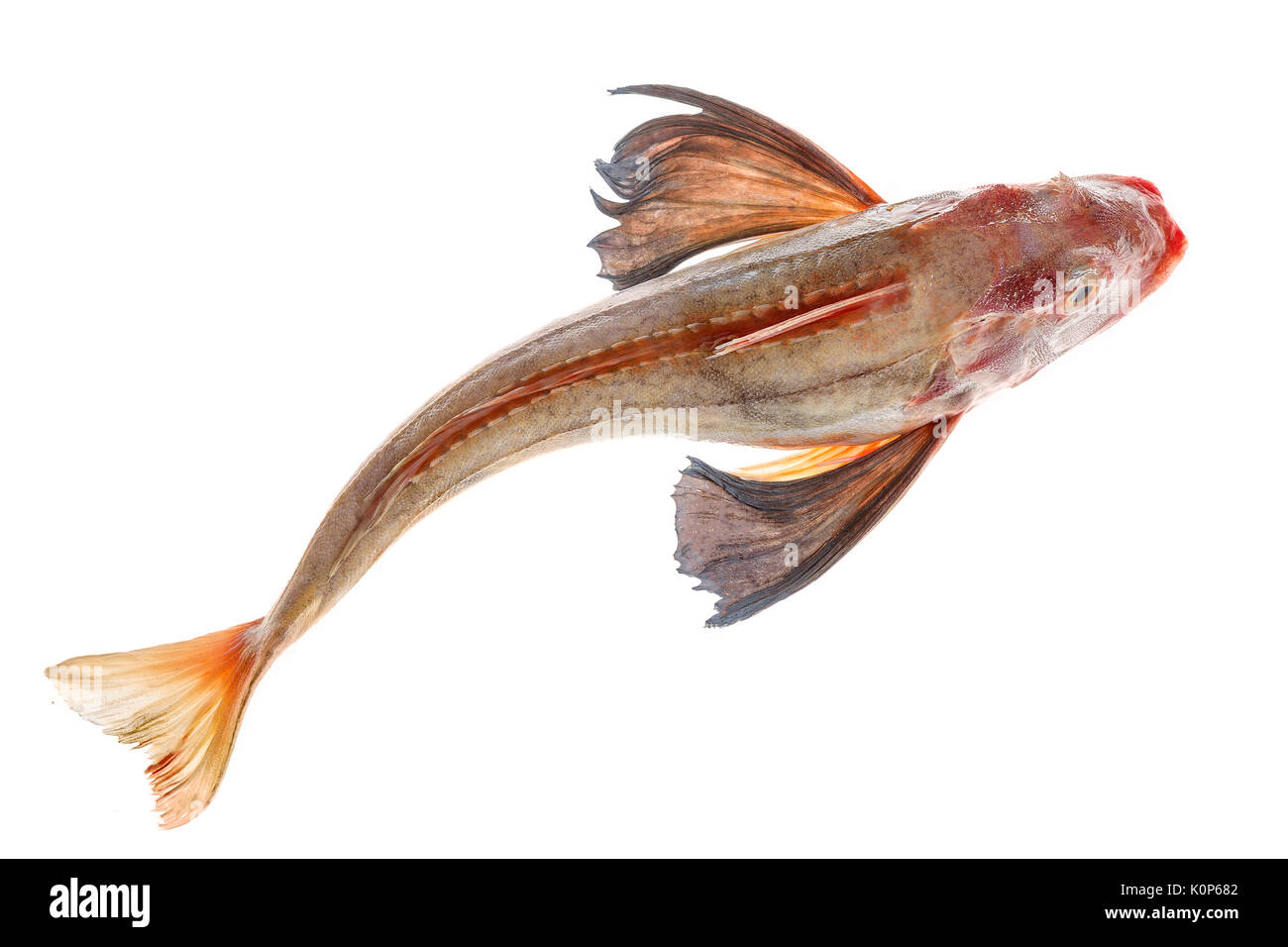 Ganze einzelne Rote Knurrhahn Fisch mit gespreizten Flossen auf weißem Hintergrund Stockfoto