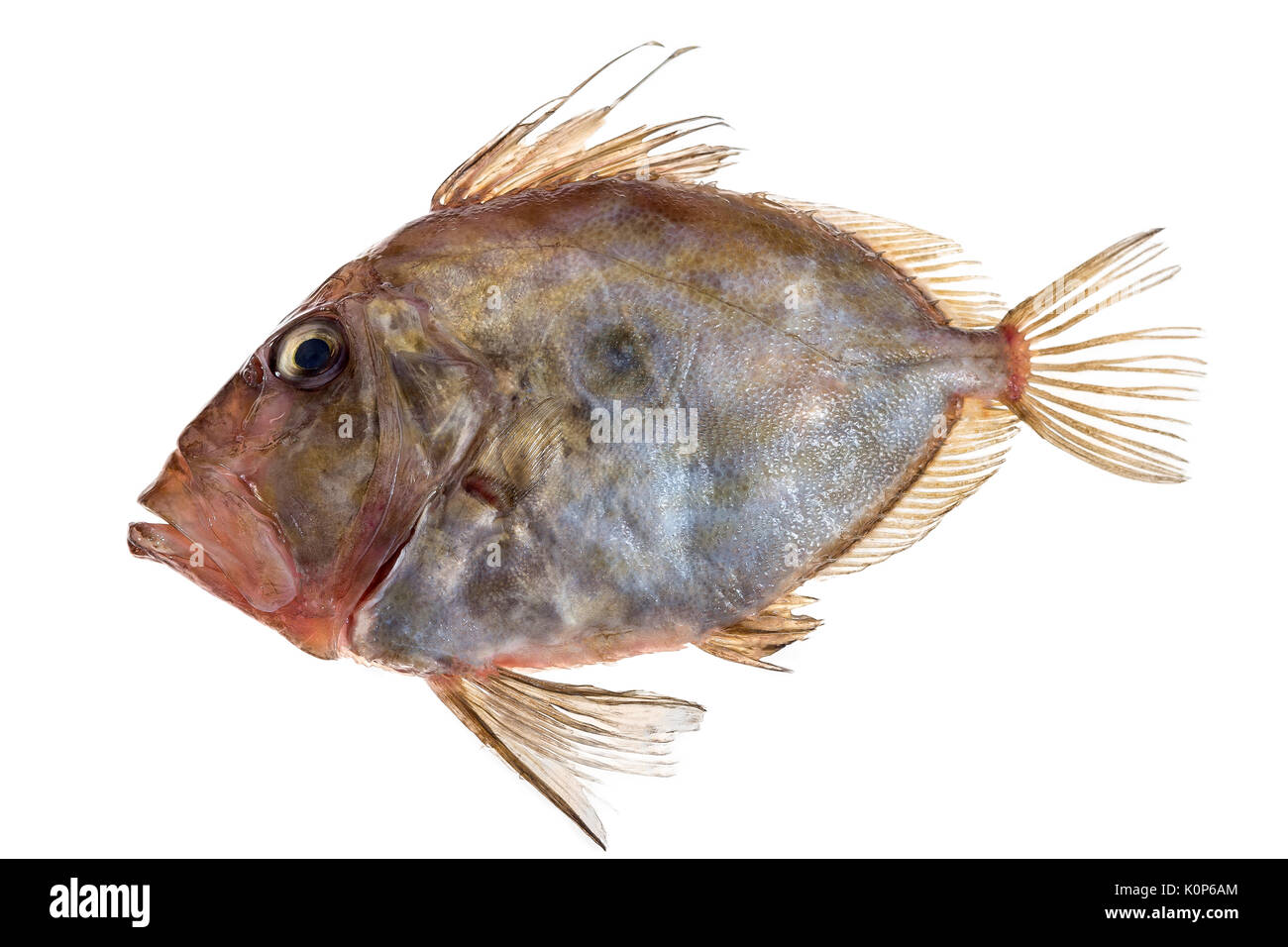 San Pierre Fisch vor weißem Hintergrund Stockfoto