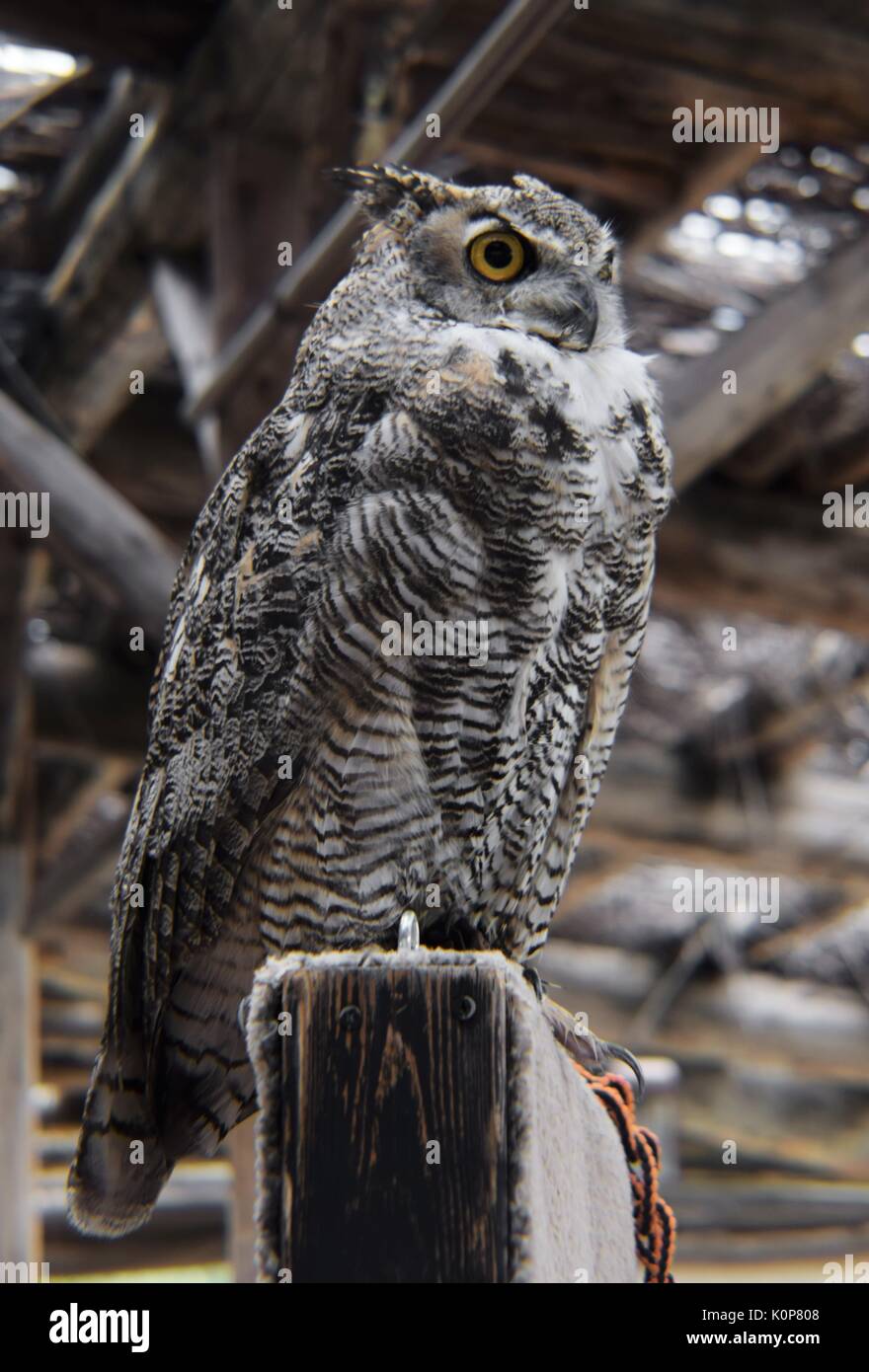 Great Horned Owl thront auf Post Stockfoto