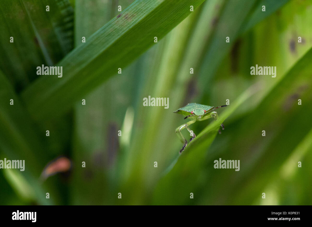 Nahaufnahme eines Hawthorn Shield Bug. Stockfoto