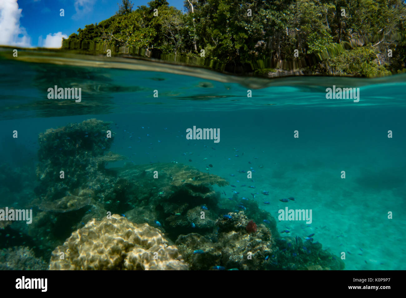 Über unter Abstract in der Bucht von Inseln, Fidschi, mit riffbarsche unter Palmen und oben Stockfoto