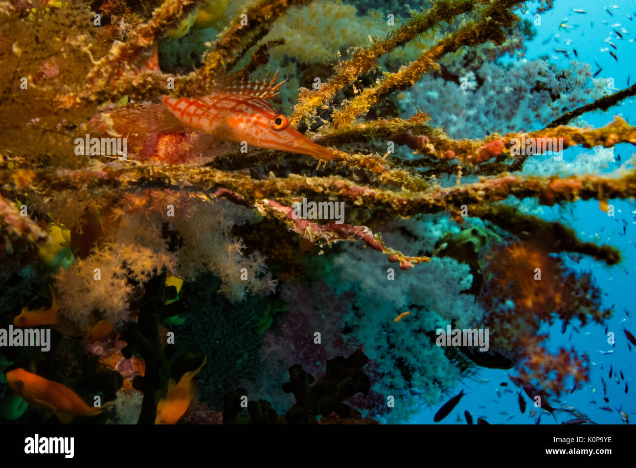 Einer langen Spitzzange fischfreundschaften versteckt in einem Meer Ventilator an Schornsteine Tauchplatz, Namena Island, Fidschi Stockfoto