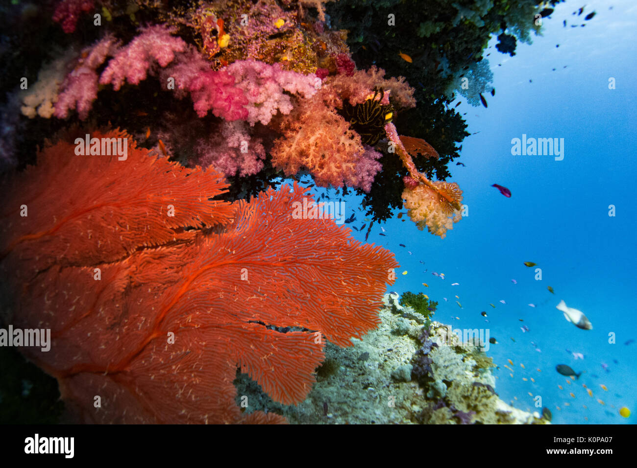 Lebendige Weichkorallen zeigen, warum Fidschi als Die Weichkorallen Hauptstadt der Welt bekannt ist, vor allem bei Namena Insel eine große Marine Reserve Stockfoto