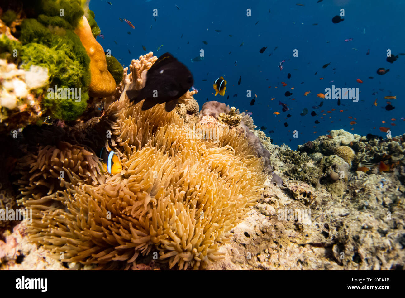 Eine Anemonenfischen versteckt sich in der schützenden Anemone auf der Oberseite der Tauchplatz bekannt als Schornsteine oder Daumen Namena Island Fidschi Stockfoto