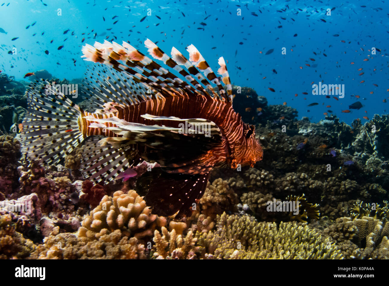 Eine gemeinsame Feuerfische schwebt über dem Riff von kleinen Fischen umgeben auf der Rainbow Reef von Fidschi Stockfoto