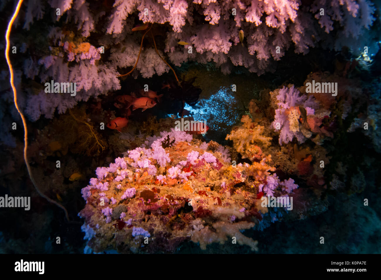 Eine Schule der nächtlichen Fischliste Haie bis Husaren unter den wunderschönen Weichkorallen von "tauchplatz Jerry's Gelees' in der Rainbow Reef von Taveuni, Fidschi ausblenden Stockfoto