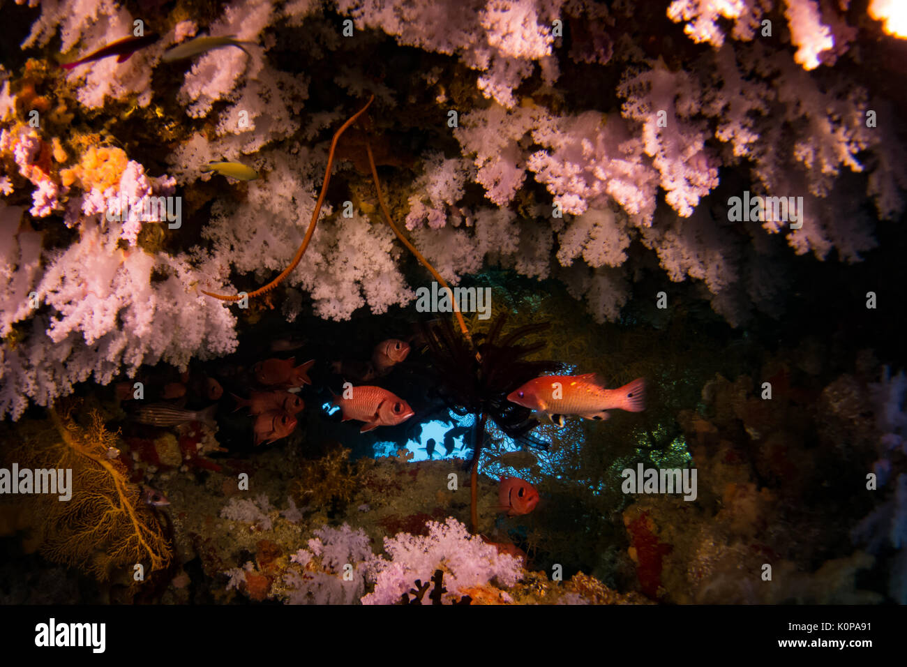 Eine Schule der nächtlichen Fischliste Haie bis Husaren unter den wunderschönen Weichkorallen von "tauchplatz Jerry's Gelees' in der Rainbow Reef von Taveuni, Fidschi ausblenden Stockfoto