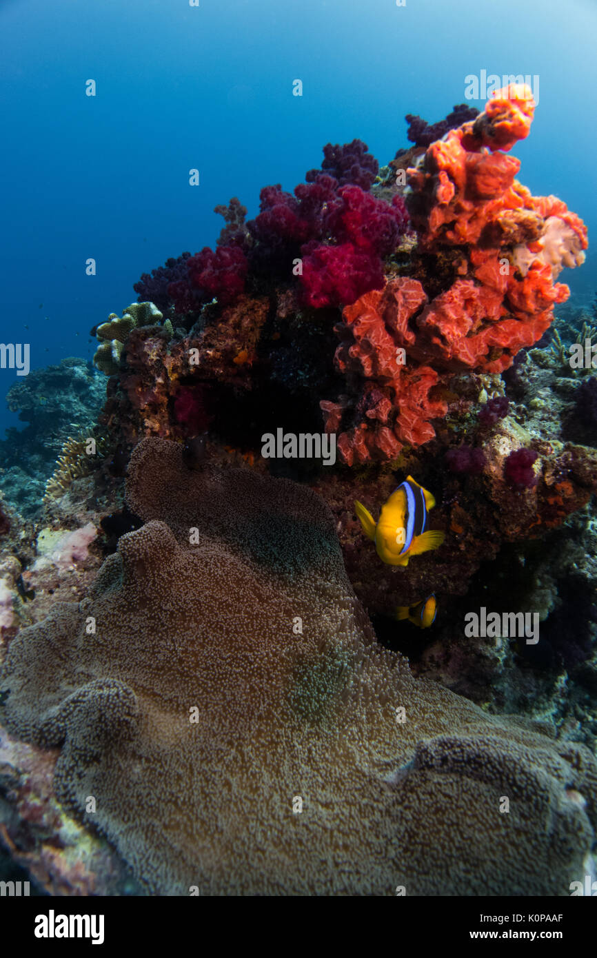 Ein anemonenfischen schwebt über sein Haus Anemone auf die bunten Riffe von Fidschi der Somosomo Strait Stockfoto