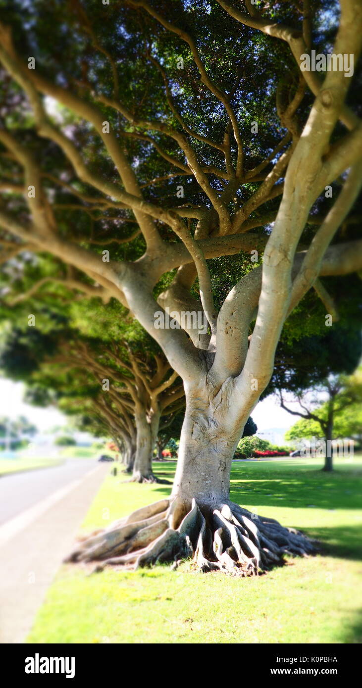 Der Nationalen Gedenkstätte Friedhof der Pazifischen Honolulu, Hawaii Stockfoto