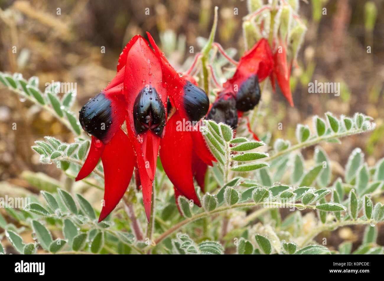 Regen durchnässt Sturt's Desert Pea Blume, natürlich wachsen in semiariden Regionen aller australischen Festland, mit Ausnahme von Victoria. Stockfoto