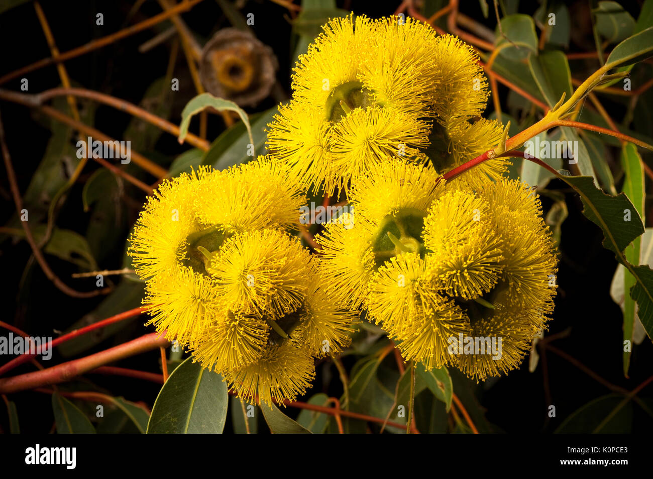 Eucalyptus erythrocorys. oder Rot Capped Gum Blume. Stockfoto