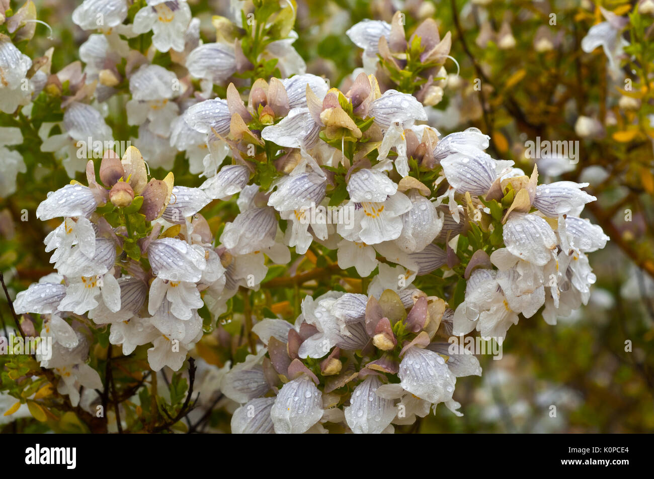 Protanthera striatiflora oder allgemein als Jockey's Cap native Blume des semi-ariden Regionen der Outback NSW, Au stralia bekannt, füllt die Luft wit Stockfoto