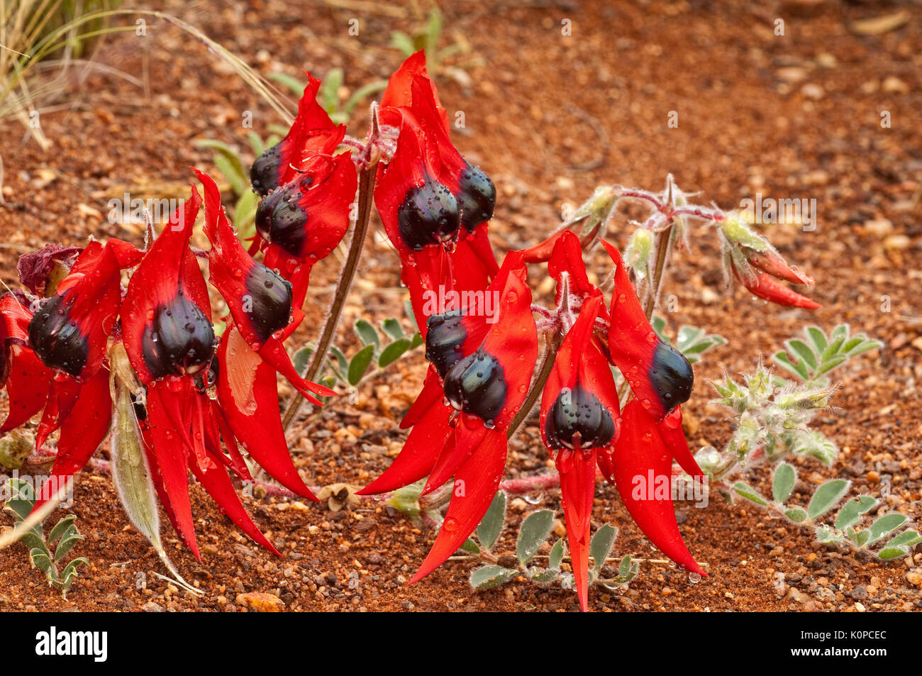 Sturt's Desert Pea Blumen, ein Eingeborener von allen Festland Australische Staaten mit Ausnahme von Victoria. Floral Emblem von South Australia und der northe Stockfoto