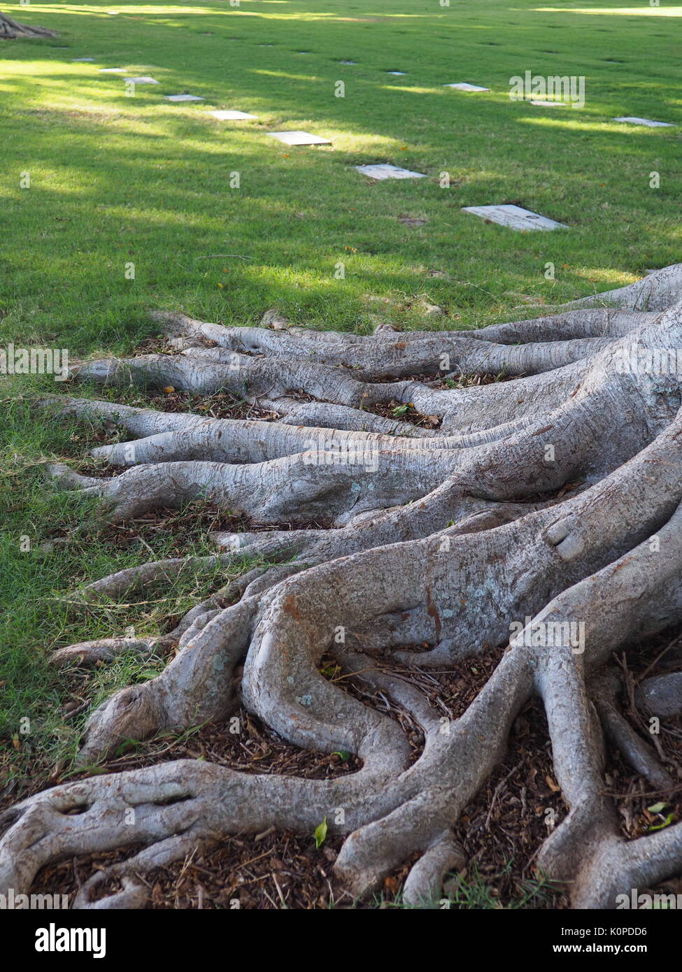 Der Nationalen Gedenkstätte Friedhof der Pazifischen Honolulu, Hawaii Stockfoto