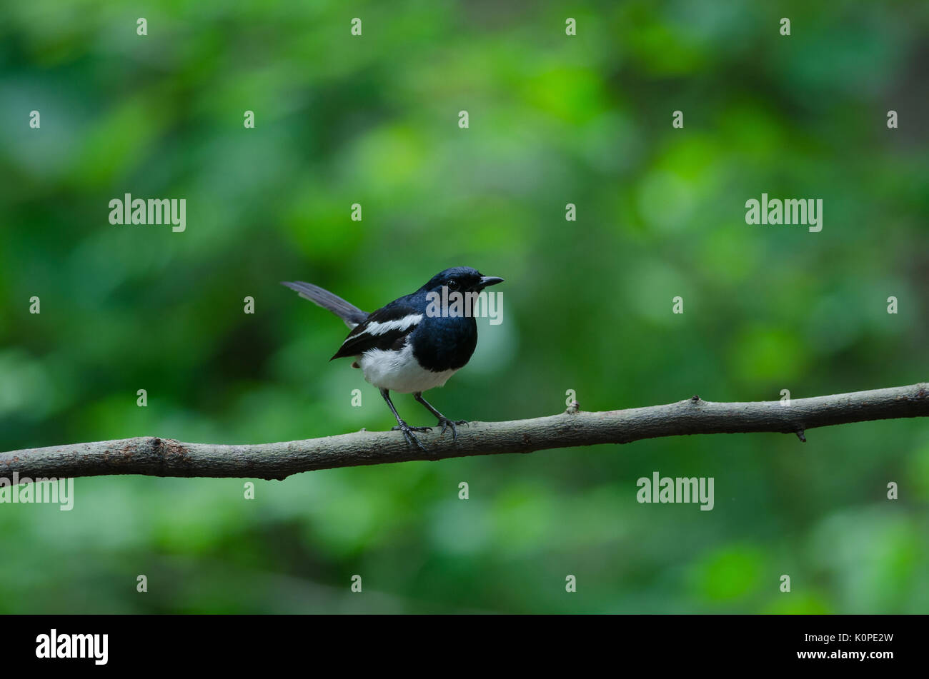 Oriental Magpie Robin Vogel sitzend auf einem Baum Stockfoto