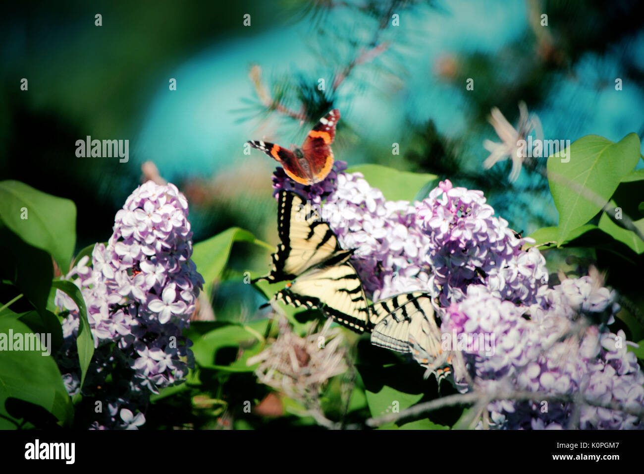 Flieder Schmetterlinge Stockfoto