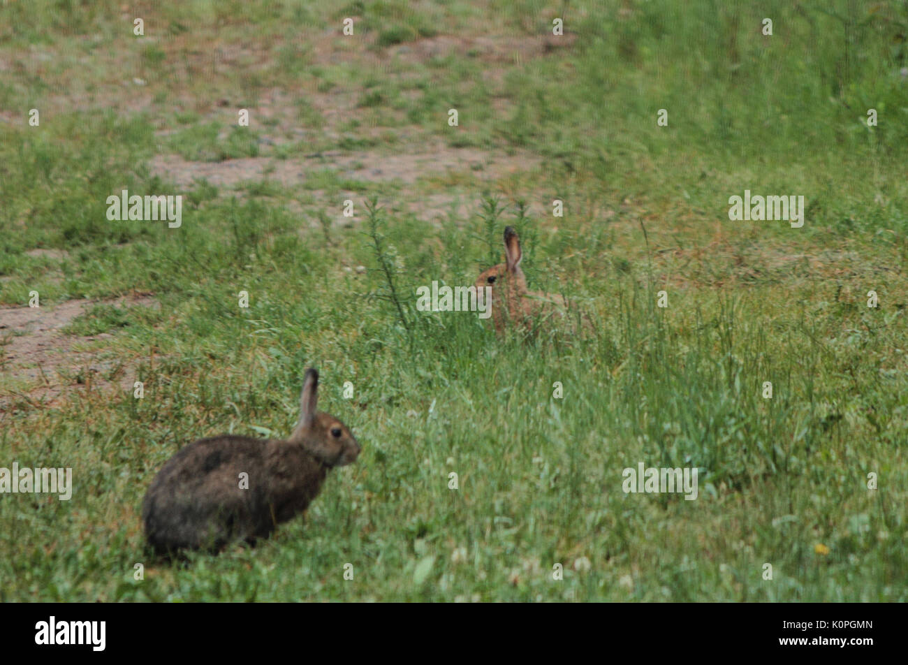 Wildkaninchen Stockfoto