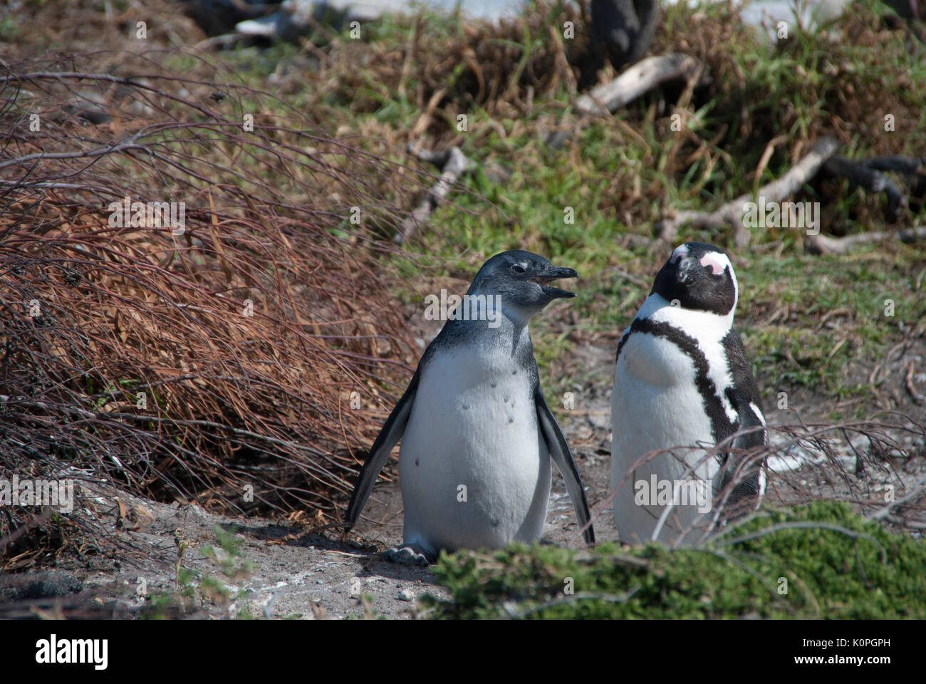 Exklusiv bei Alamy Stockfoto