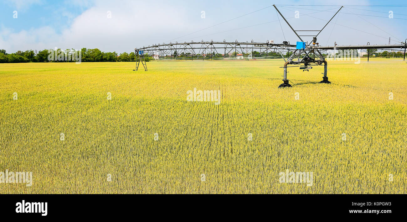 Bewässerungssystem auf Rädern im Weizenfeld. Landwirtschaftliche Technologien Stockfoto