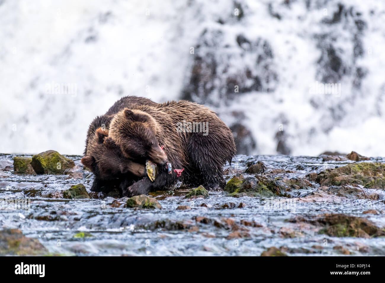 Zwei Küsten Braun (Grizzly) Bären (Ursus arctos Horribilis) kämpfen für eine Lachs in einem Fluss vor einem Wasserfall im südöstlichen Alaska, USA. Stockfoto