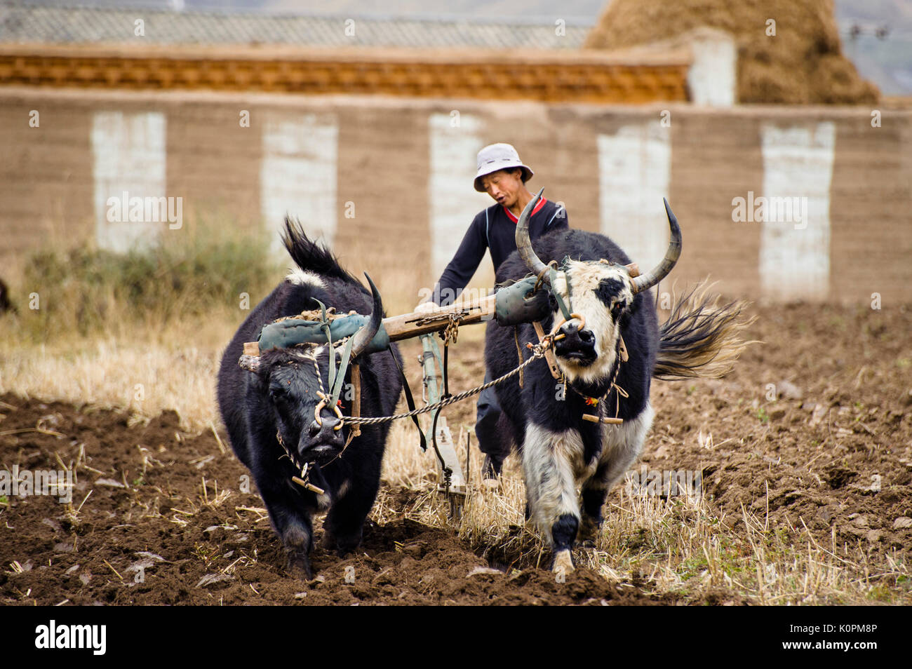 Tibetische Bauern sein Land Pflug mit Yaks, tibetische Hochebene Stockfoto