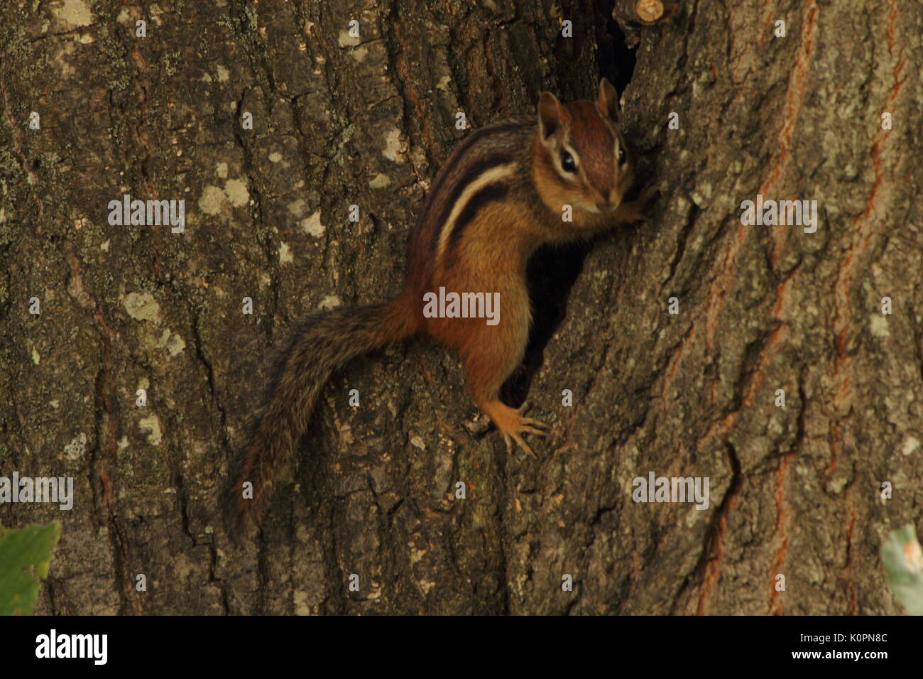 Streifenhörnchen Stockfoto