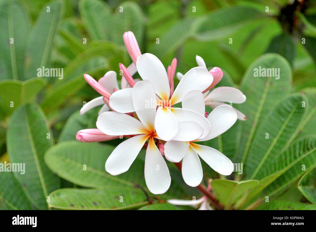 Plumeria Frangipani (Common Name) ist eine Gattung von Blütenpflanzen aus der Familie der Apocynaceae Dogbane: Die. Stockfoto