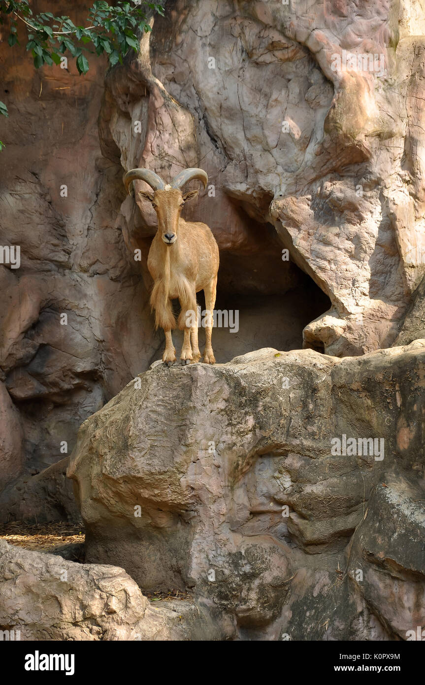 Mähnenspringer sind ausgezeichnet, trittsichere Jumper und Kletterer. Stockfoto