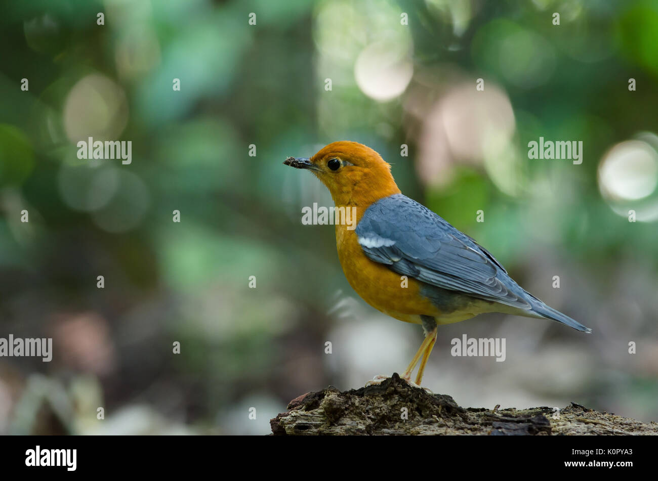 Orange - vorangegangen Thrush (Geokichla citrina) Natur Thailand Stockfoto