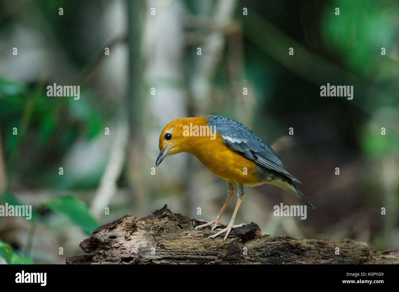 Orange - vorangegangen Thrush (Geokichla citrina) Natur Thailand Stockfoto