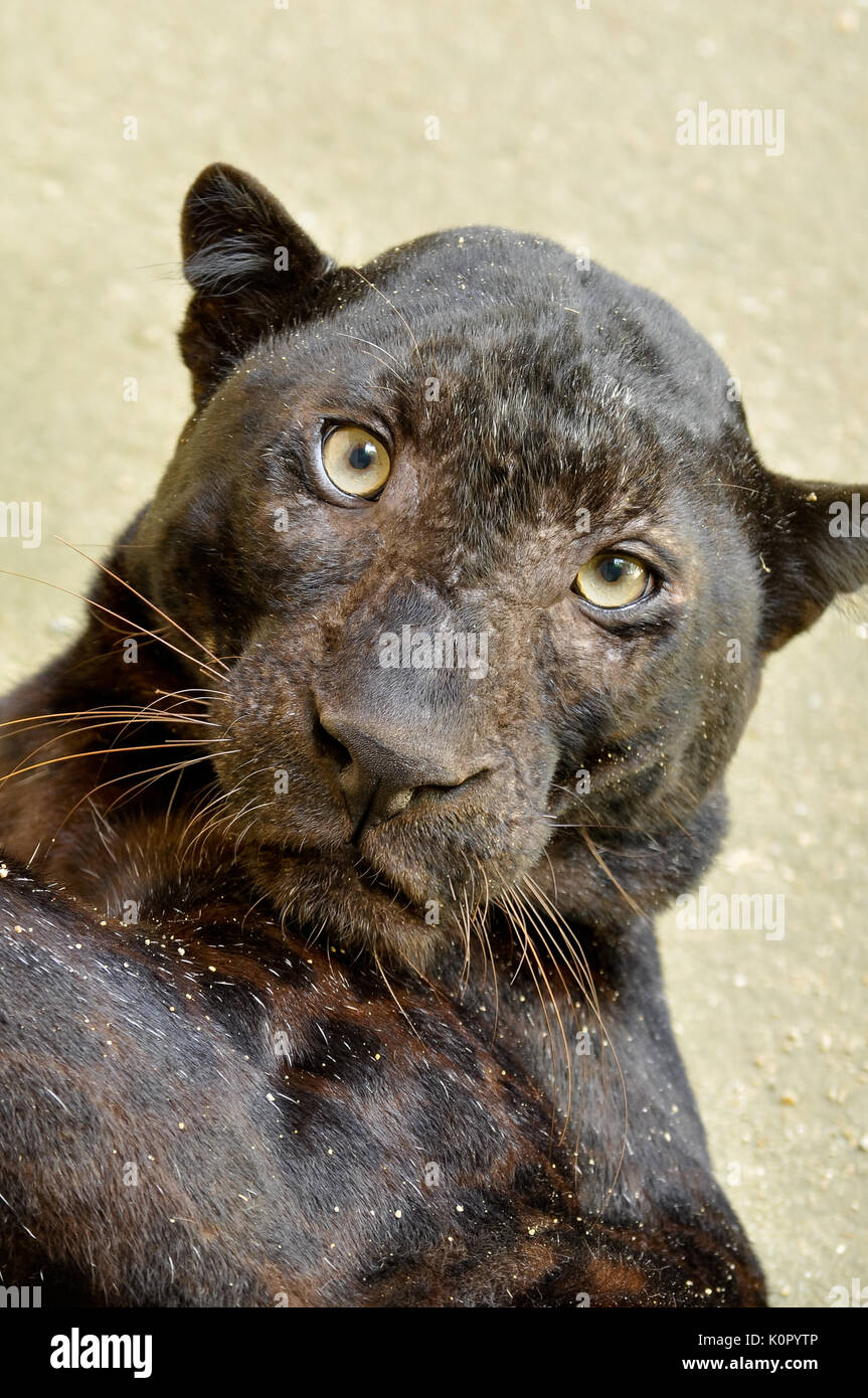 Panther ist eigentlich ein Leopard, Leopard Fell schwarz ist, sondern erfasst den ganzen Körper. Stockfoto