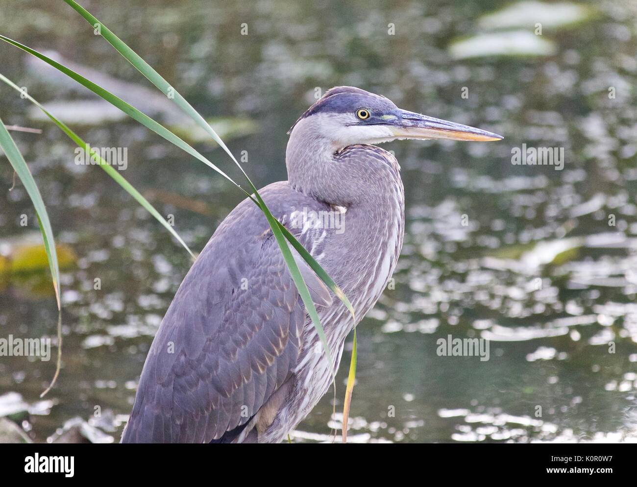 Foto einer Great Blue Heron stand im Schlamm Stockfoto