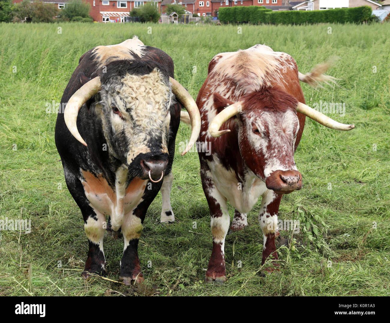 Englisch Longhorn Stier und Kuh in eine englische Wiese Stockfoto