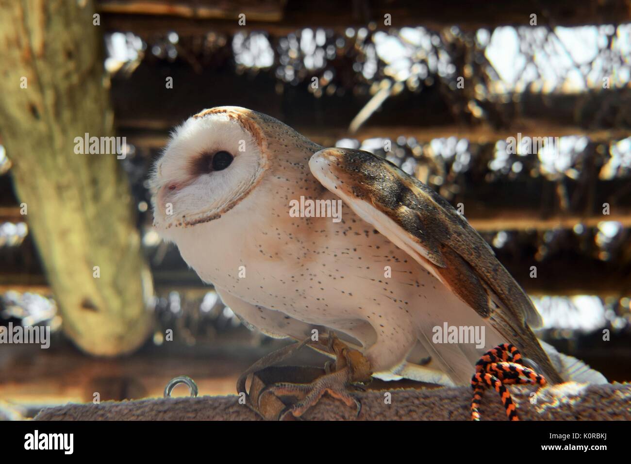 Barn Owl über zu nehmen Stockfoto