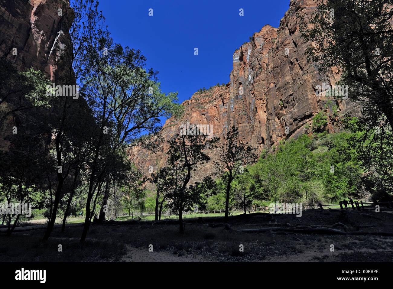 Zion National Park in Utah USA Stockfoto