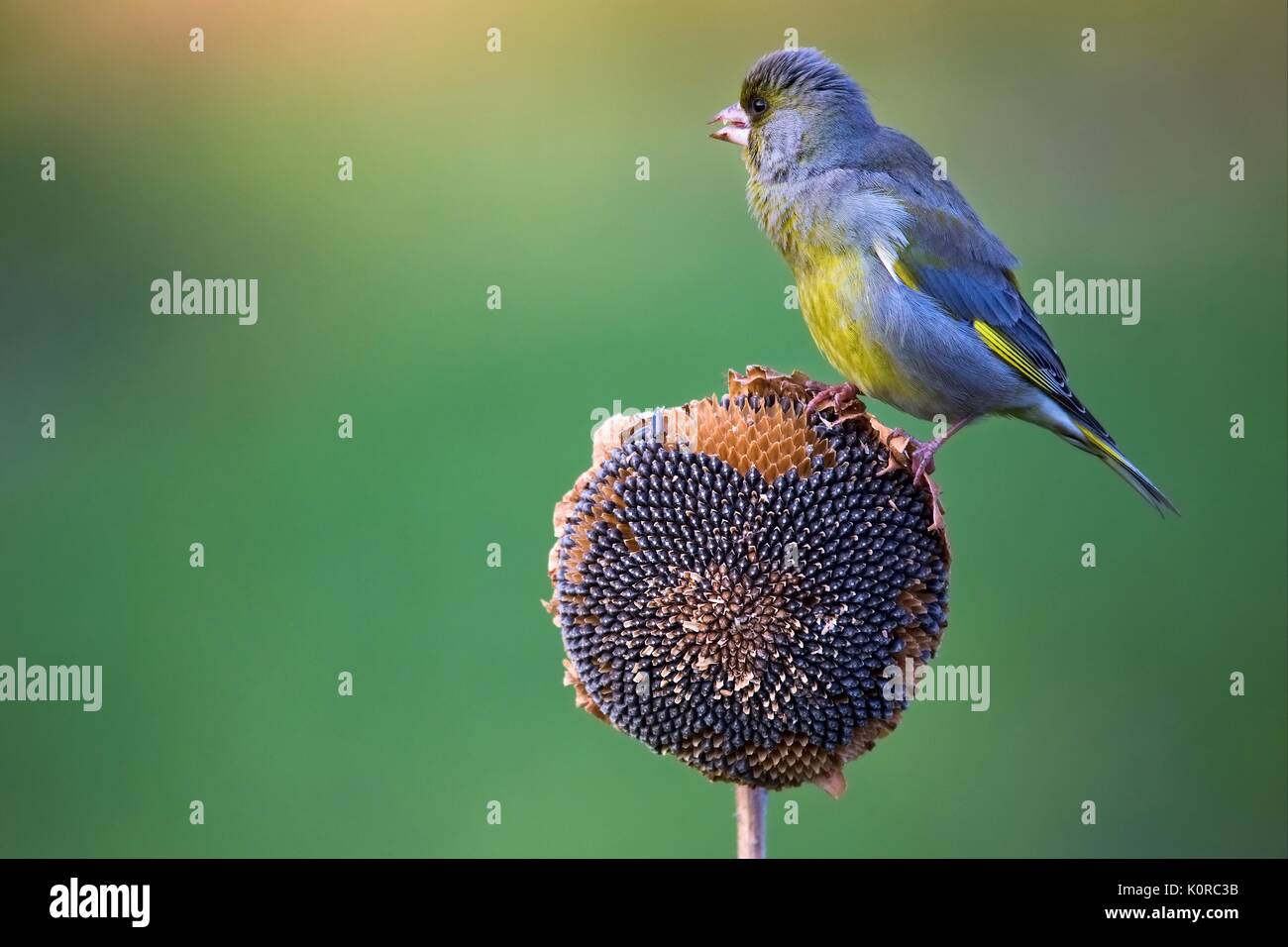 Europäische Grünfink - Chloris chloris. Zwei kleine Vogel sitzt auf einer Sonnenblume Pflanzen- und Feeds Sonnenblume lieblicher. Stockfoto