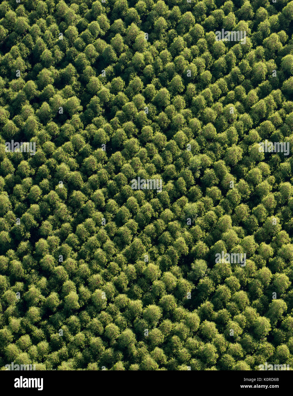 Eukalyptus Landwirtschaft in SE Brasilien Stockfoto