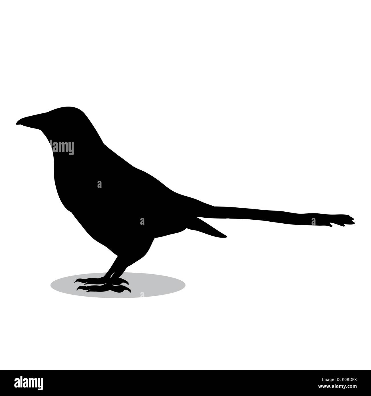 Magpie Vogel schwarze Silhouette Tier. Vektor Illustrator. Stock Vektor