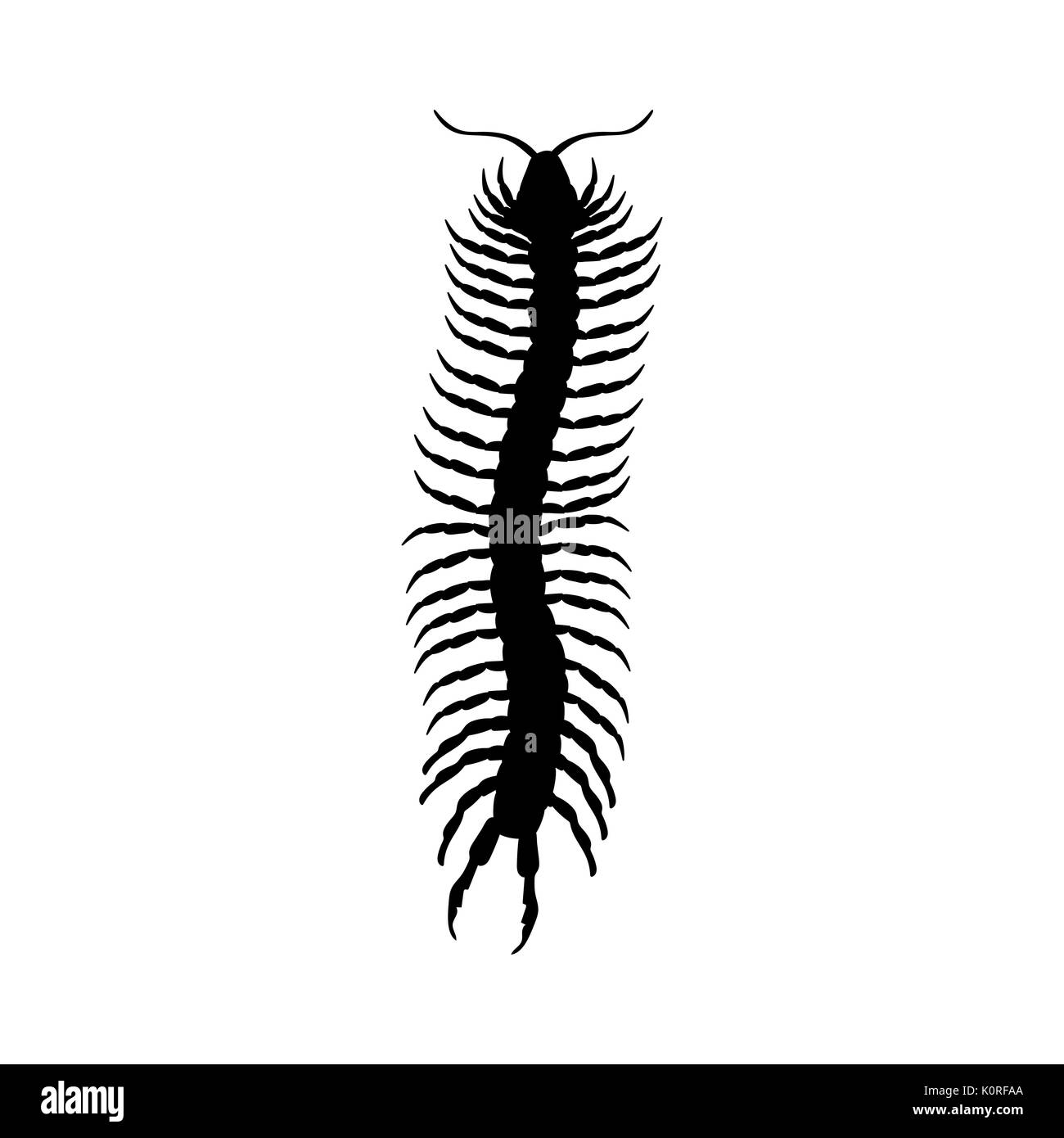 Tausendfüßler Insekt schwarze Silhouette Tier. Vektor Illustrator. Stock Vektor