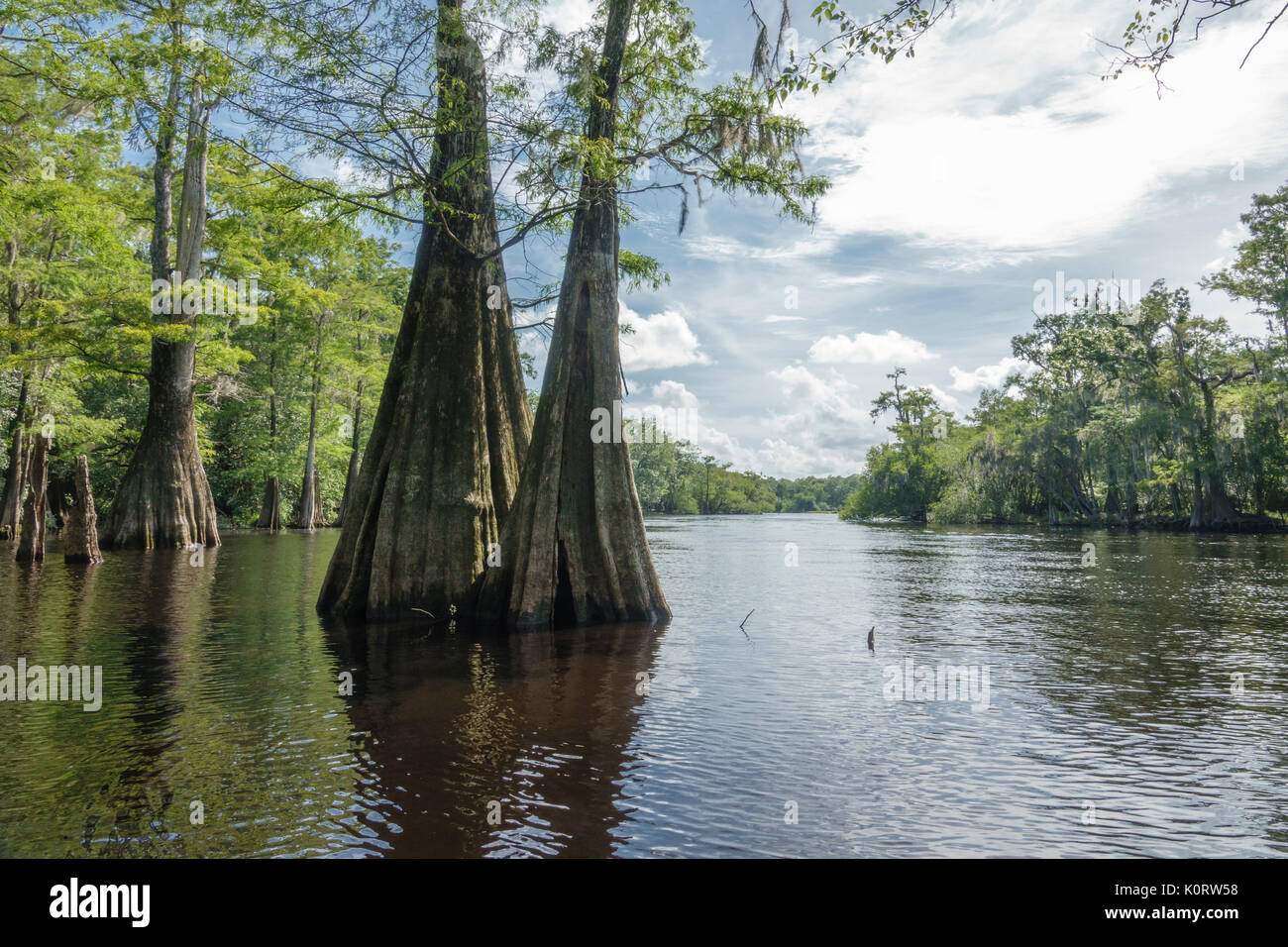 Zypressen entlang des unteren Santa Fe River, Florida Stockfoto