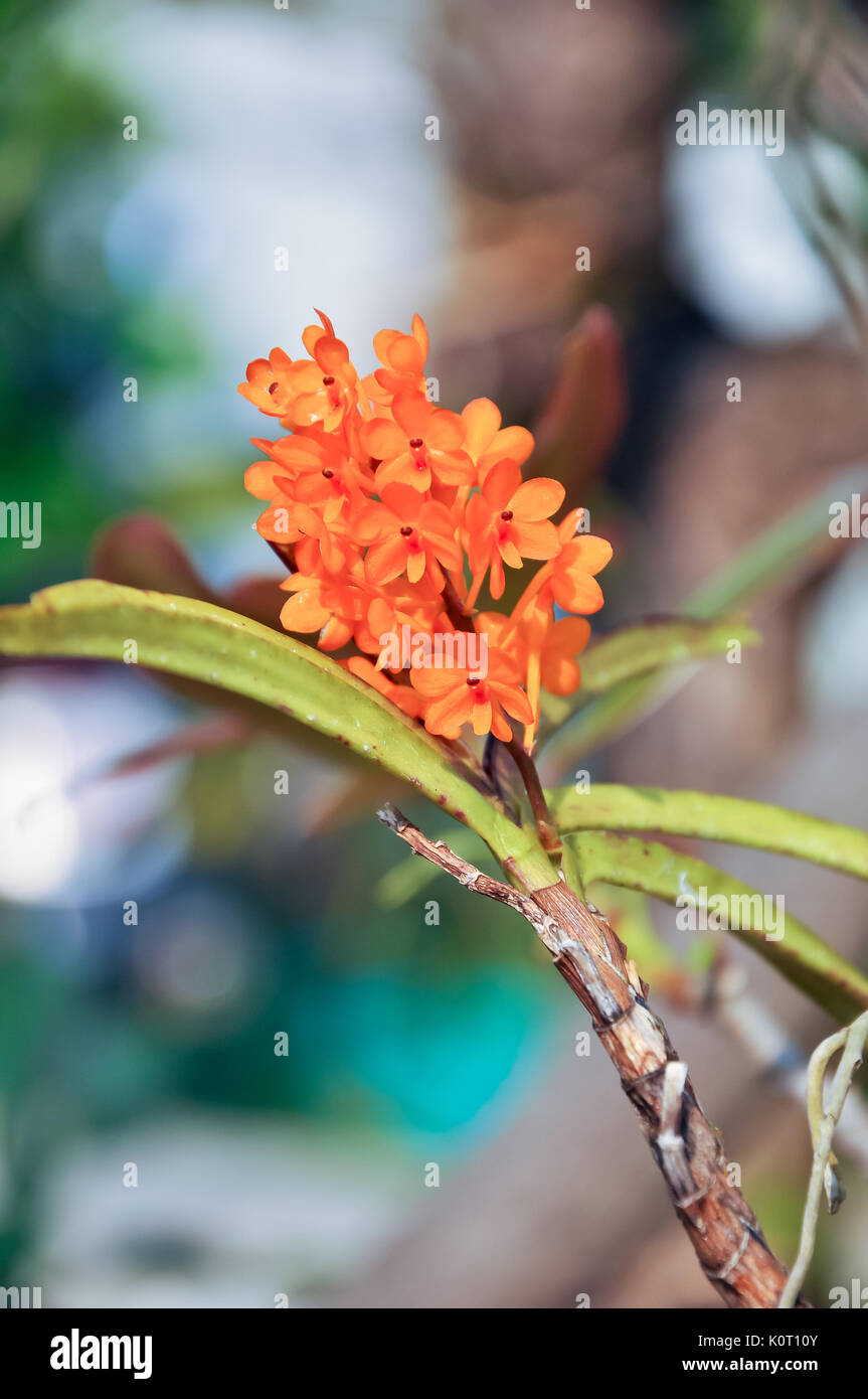 Ein Miniatur Orchidee mit einem attraktiven Fan von Ascocentrum miniatum verlässt, nicht mehr und nicht weniger als atemberaubend, wenn der Cluster von leuchtendem orange Blüten erscheinen Stockfoto