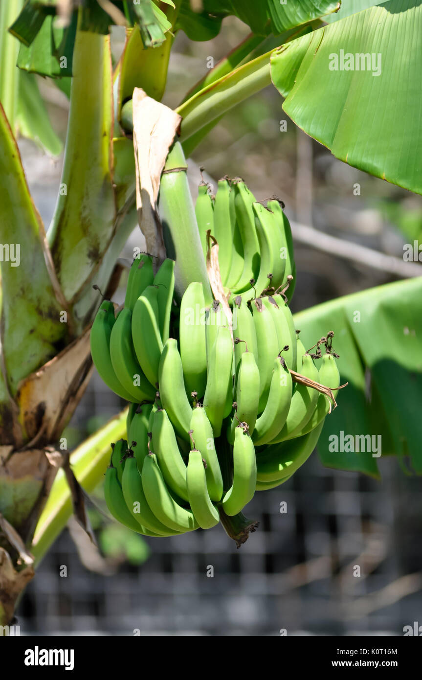 Schneiden Sie die Bananen, es zu sehen am Rande der Bananen, die vorhanden  sind oder nicht. Die meisten gehen davon aus, dass wenn eine Kante und eine  weiche Banane Stockfotografie - Alamy